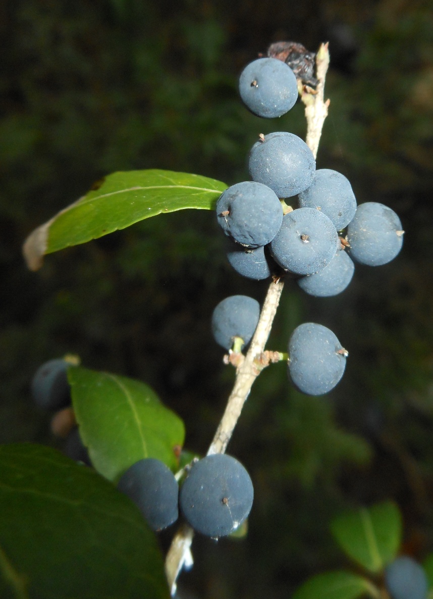 Phillyrea latifolia L. / Fillirea